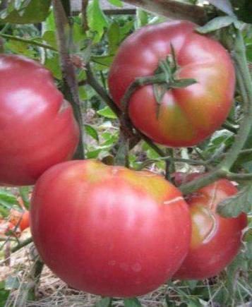 Tajemnica pomidora babci