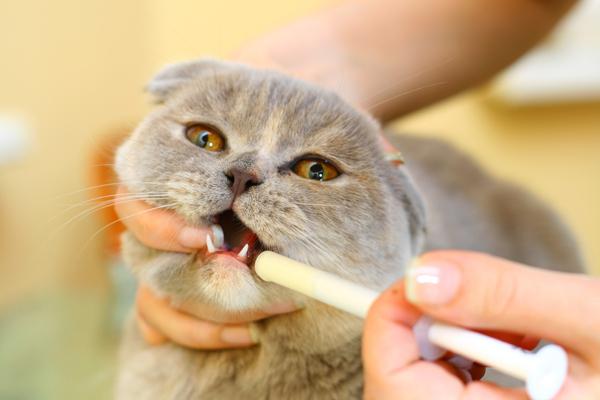 come dare olio di vaselina a un gatto