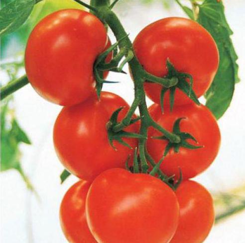 To je sezona rasta rajčica