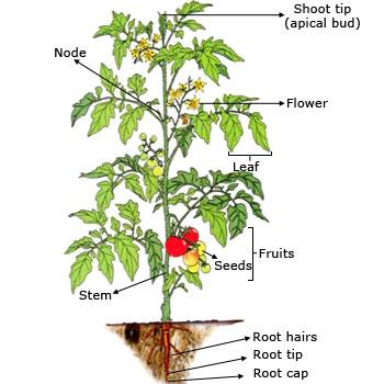 vegetativních a generativních orgánů rostlin