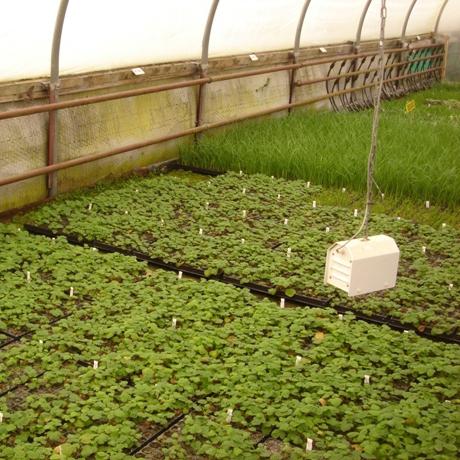 Propagazione vegetativa artificiale delle piante