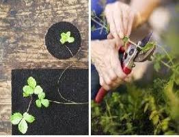 Esempi di riproduzione vegetativa