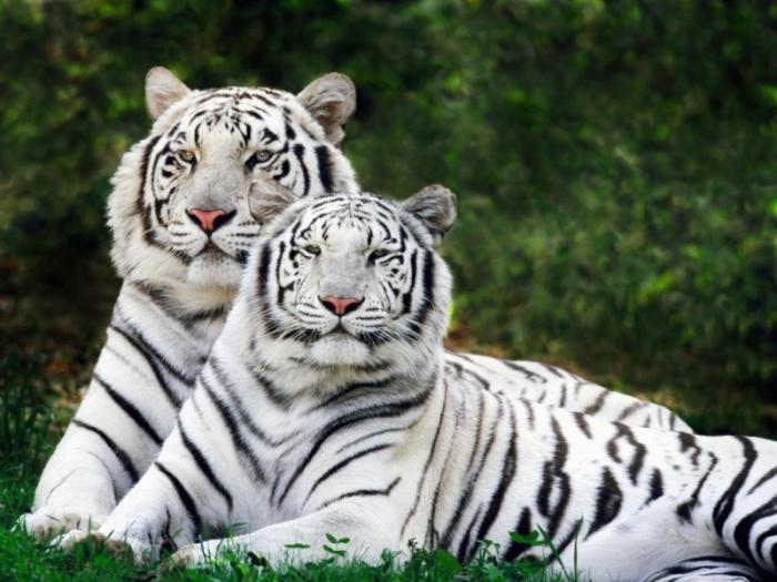 Bengálští tygři