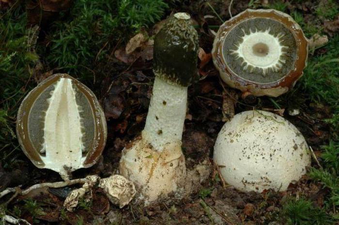 Vesel zajednička gljiva
