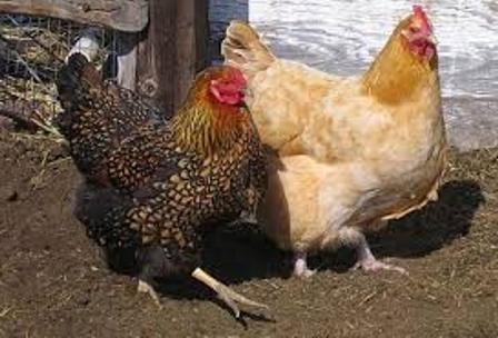 hetox per i polli