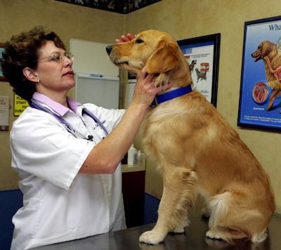 ветеринарна медицина