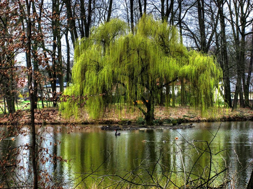 Willow na obali jezera