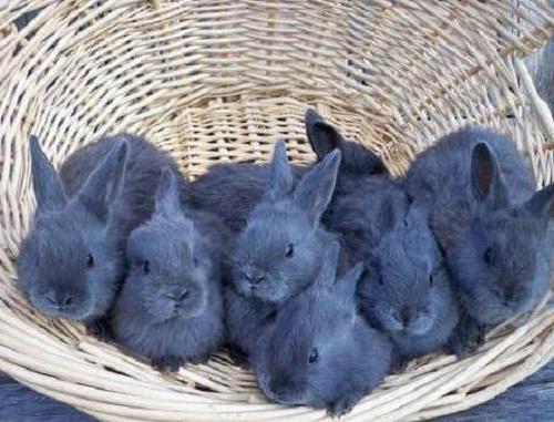 foto di coniglio blu di vienna