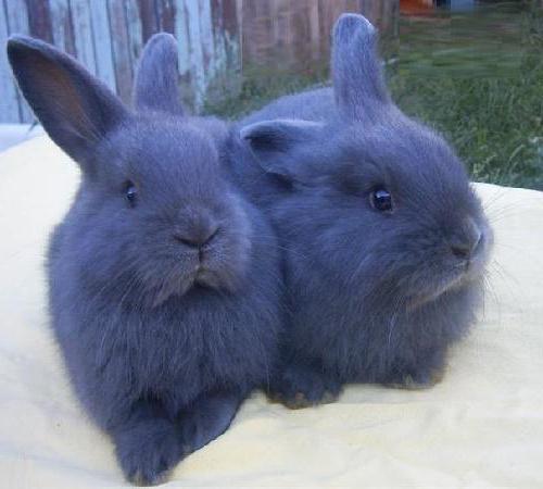 Caratteristica fotografica viennese dei conigli blu