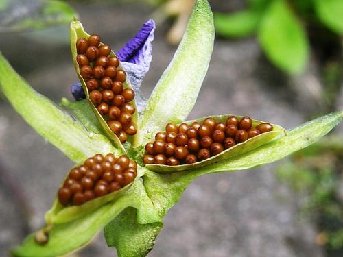 kultiviranje semena viole