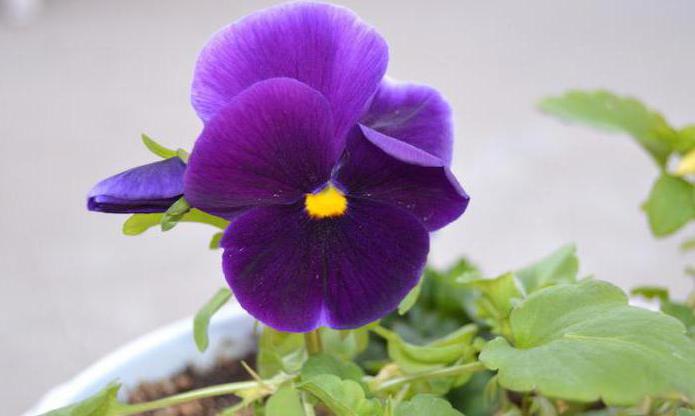 vrste cvijeta viole
