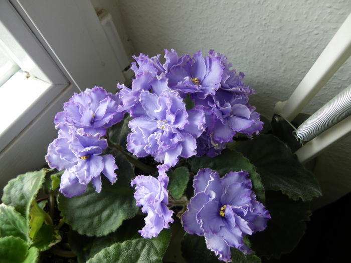 Violet Blue Dragon Opis