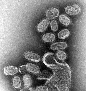 viry jako ne-celulární forma života svůj význam