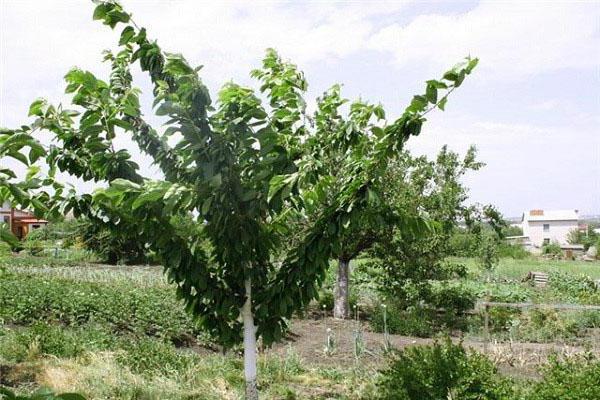 Popis odrůdy třešně turgenev
