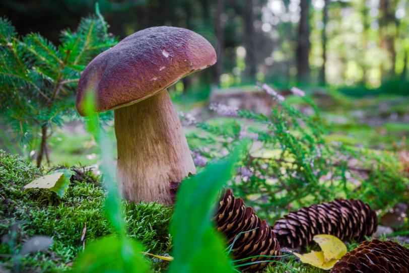 Печурке у заштићеном подручју