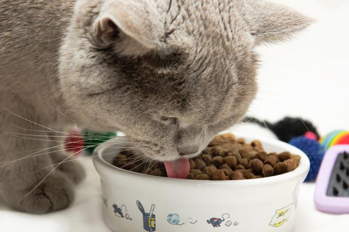 витамини за котки от косопад