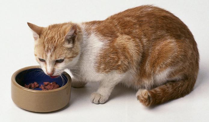 какви витамини да дадете на котка