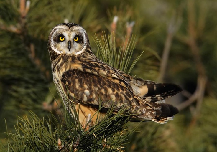 Marsh Owl to piękny ptak.