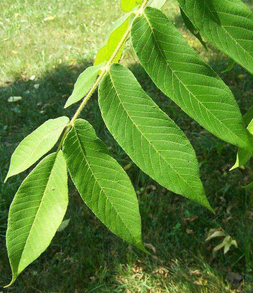 foglie di noce proprietà medicinali