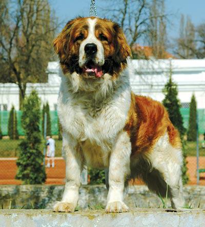 порода кучета в Москва