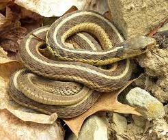 kako se riješiti zmija u njihovoj ljetnoj kućici