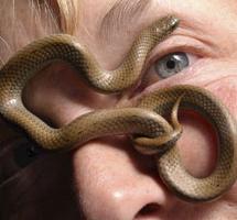 serpenti velenosi sulla trama