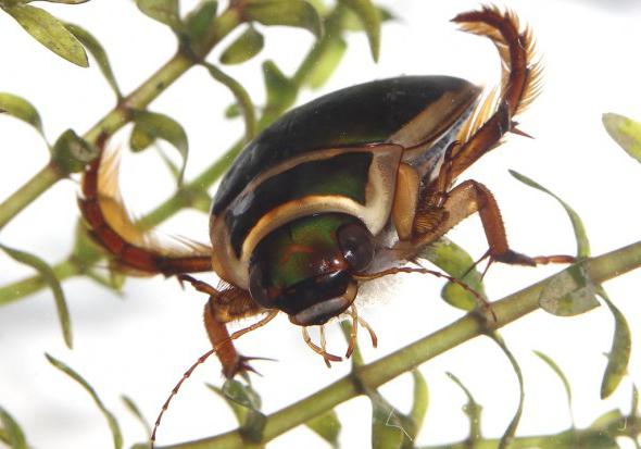 Descrizione dello scarabeo d'acqua
