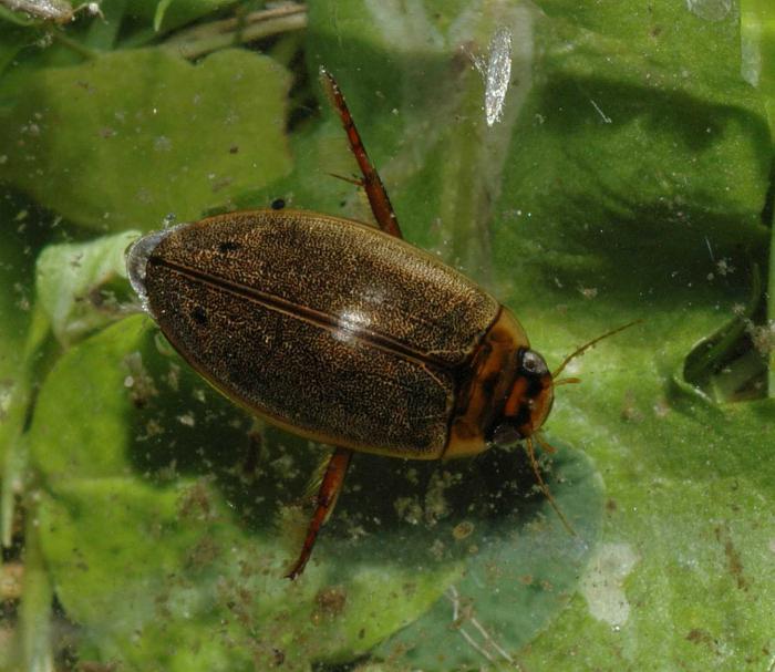 Habitat beetle beetle scarabeo