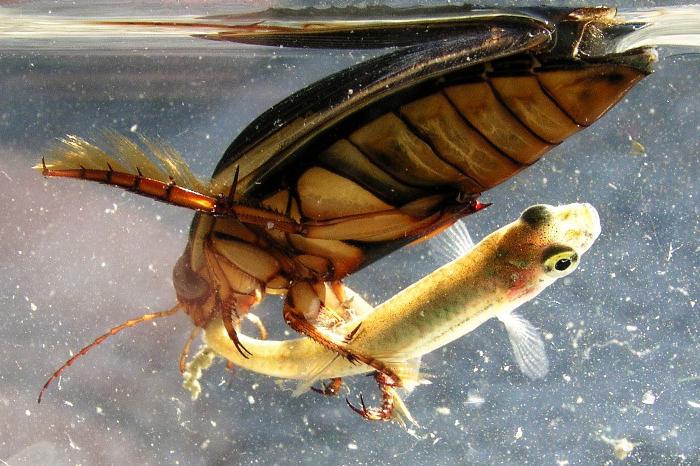 Lunghezza dello scarabeo beetle