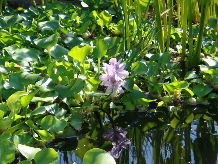 vodní hyacint