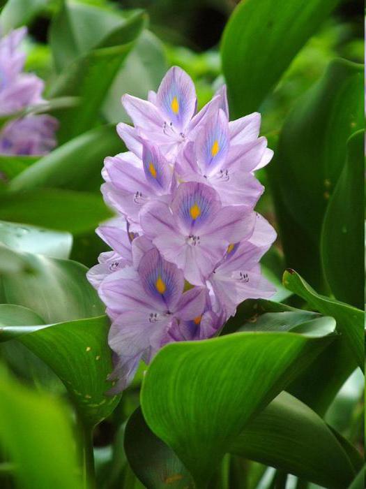 péče o vodní hyacint