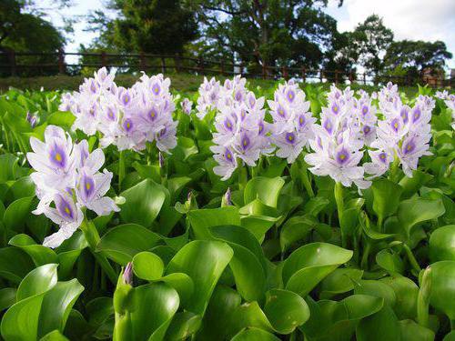 výsadba vodních hyacintů