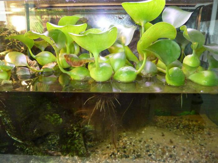 výsadba a péče o vodní hyacint