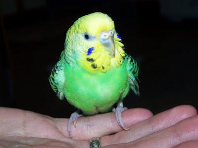 Как да опитомите папагала с ръце