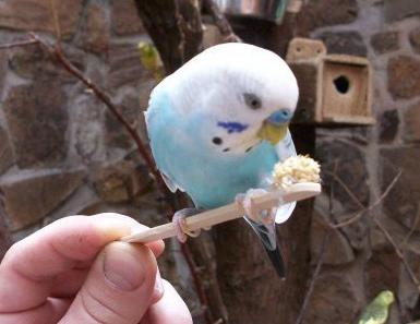 Как да укротим вълнообразен папагал