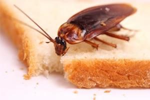 как да се отървем от хлебарки завинаги