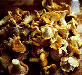 kako razlikovati jestive gljive od nejestivih
