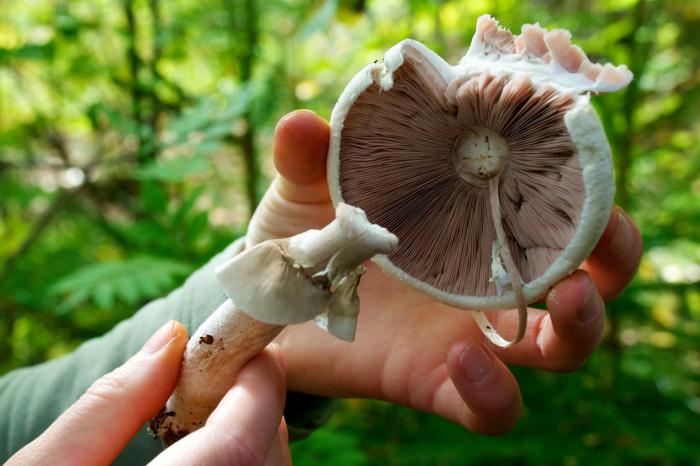 kako razlikovati lažne gljive