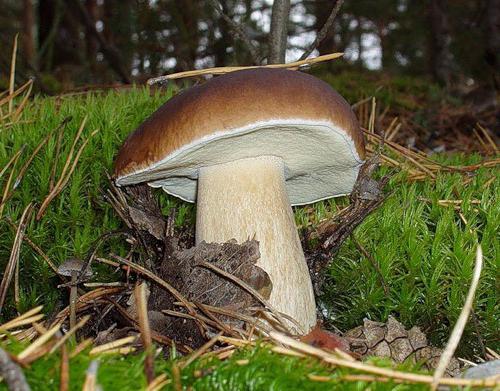 како разликовати лажне беле печурке