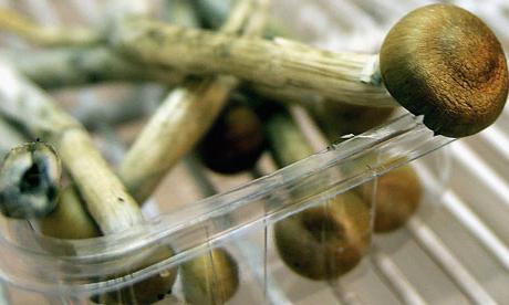 kako razlikovati nejestive gljive