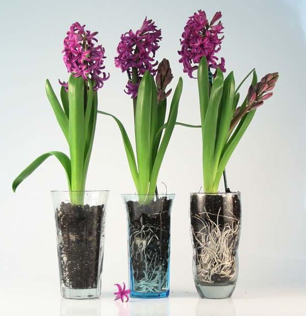 hyacint kořenový systém