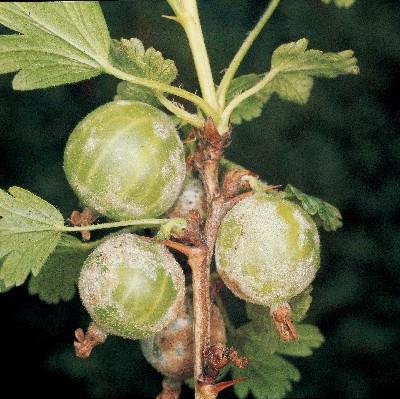 болест от цариградско грозде и снимка за тяхното лечение