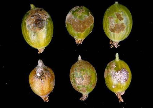 лечение на болестта от цариградско грозде на тези болести лекарства за лечение