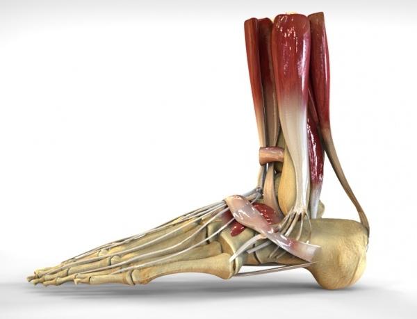 структура на краката