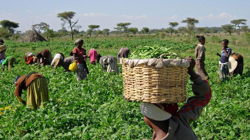 kmetijstva v Afriki