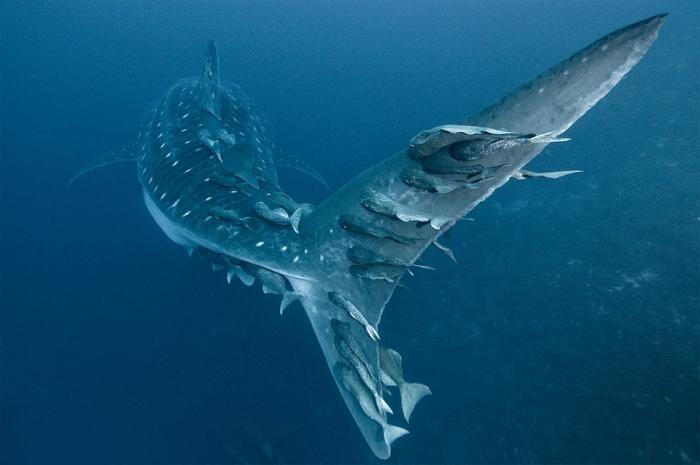 Squalo balena