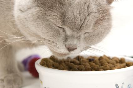 che buon cibo per gatti
