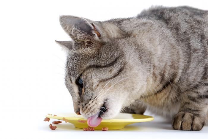 najlepsze jedzenie dla kotów