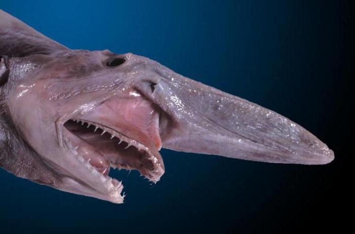 Globokomorski morski pes