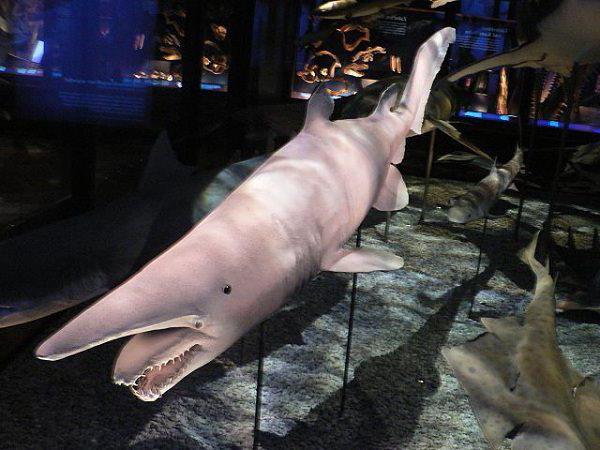 Velikost morskega psa